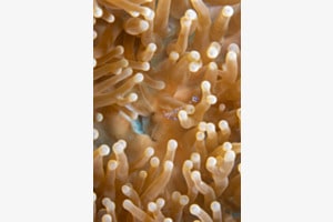 Sea anemone and Shrimp Sea anemone and Shrimp