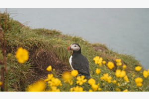 Puffin