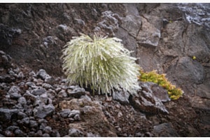VOR FROST GESCHUETZT VOR FROST GESCHUETZT