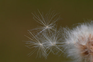 Fleur