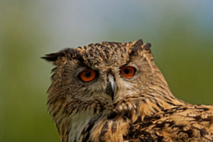Uhu