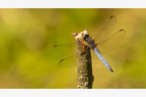 Blaupfeil Libelle