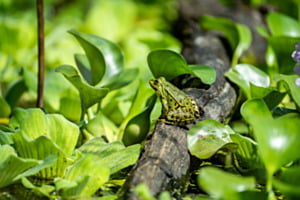 der grüne Froschkönig