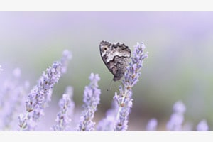 Grosser Waldportier im Lavendel