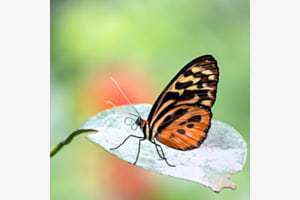 Naturschönheit Naturschönheit