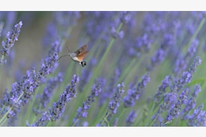 Im Lavendel