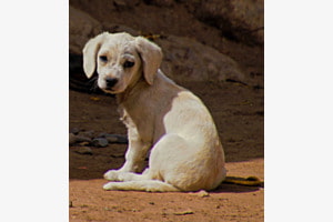 Das Leben eines kleinen Hundes in Bolivien