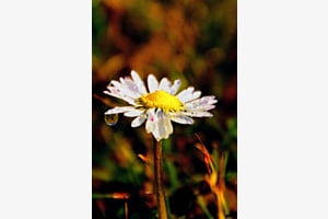 Margeriten Morgen