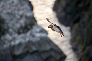 Puffin