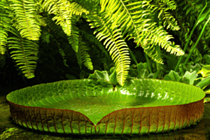 Botanischer Garten