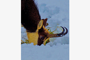 Endlich saftiges Gras! Endlich saftiges Gras!