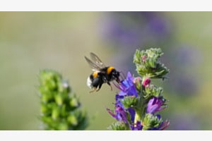 Abeille 