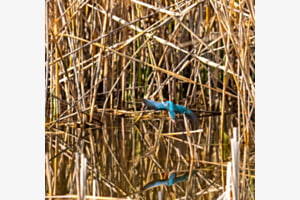 Eisvogel mit Spiegelbild