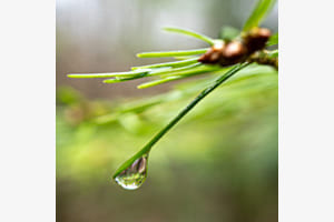 Regen