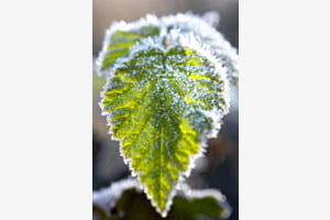 Wintergrün