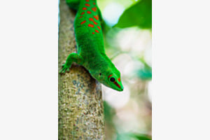 Taggecko
