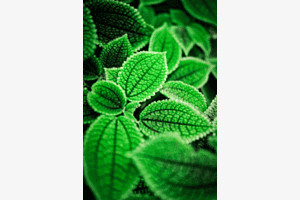 Pilea involucrata
