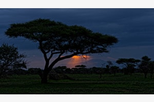 Ndutu, Tansania
