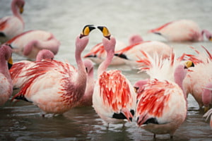 Flamingos... oder Flamenco? Flamingos... oder Flamenco?
