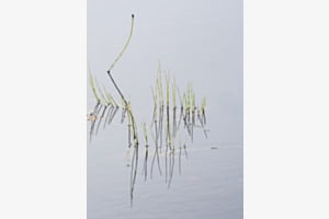 Wasserschilf Wasserschilf