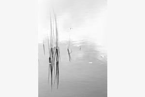 Wasserschilf Wasserschilf