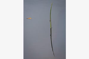Schilf im Wasser Schilf im Wasser
