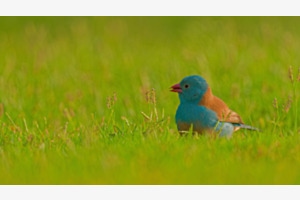 Red-Cheeked Cordon-bleu Red-Cheeked Cordon-bleu