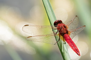 Feuerlibelle