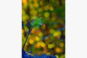 Bokeh Festival