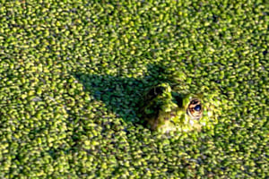 Frosch im Tarnanzug