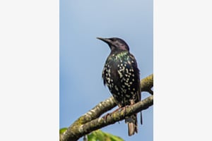 Naturschönheit Naturschönheit