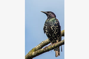 Naturschönheit