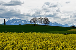 Schweizer Kontraste
