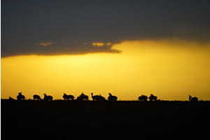 Silhouetten Silhouetten
