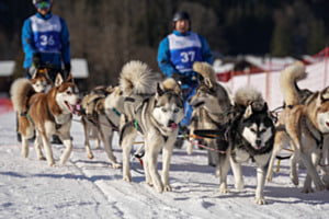 Schlittenhunderennen Lenk Schlittenhunderennen Lenk