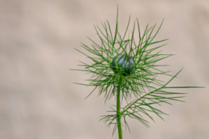 Naturschönheit