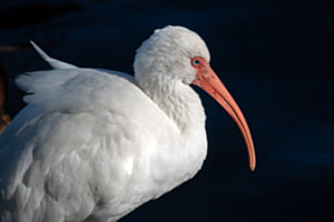 Schneesichler