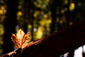 Herbst Bokeh