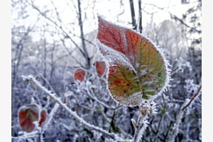 Verzauberte Natur