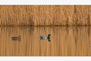 Enten