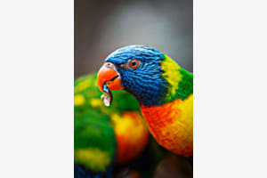 Regenbogenlori Regenbogenlori