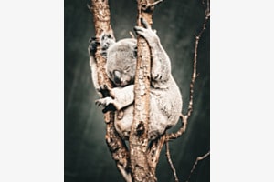 Koala Koala