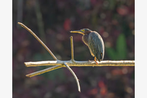 Grünreiher