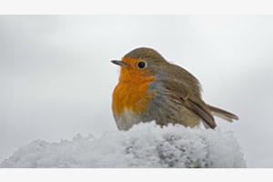 Rotkehlchen im Schnee