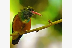 Kolibris Nachmittag