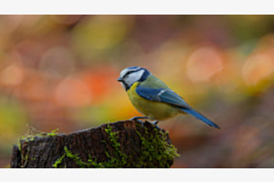 Blaumeise Blaumeise