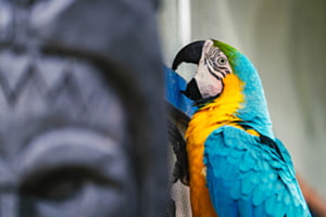Portrait eines verrückten Ara Portrait eines verrückten Ara