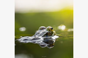 Grenouille 