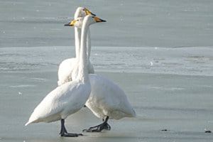 Cygnes chanteurs Cygnes chanteurs