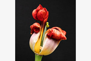 Botanischer Garten - Tulpe Botanischer Garten - Tulpe